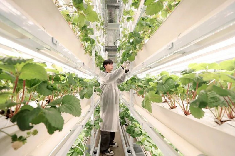 莓立方团队队长记录试种植阶段的草莓果径,确保每一颗果实都符合生长预期。陆云波摄