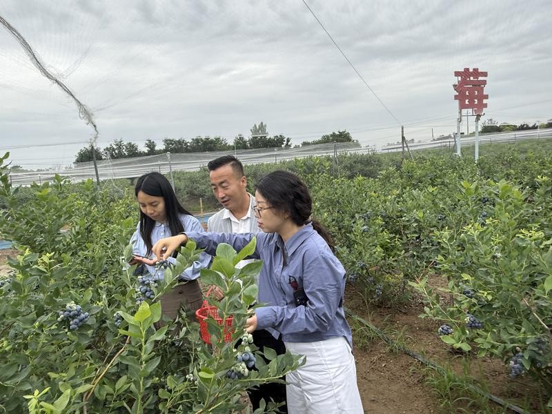 秦岭脚下400亩蓝莓飘香采摘正当时3