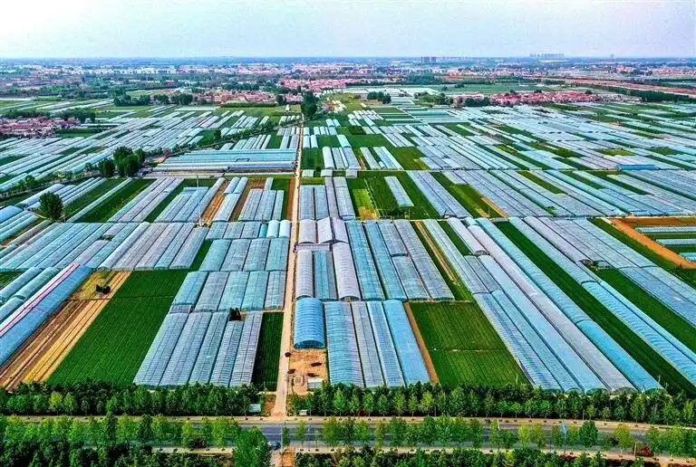 中牟县韩寺镇的连片大棚西瓜是农民致富的“甜蜜产业”。