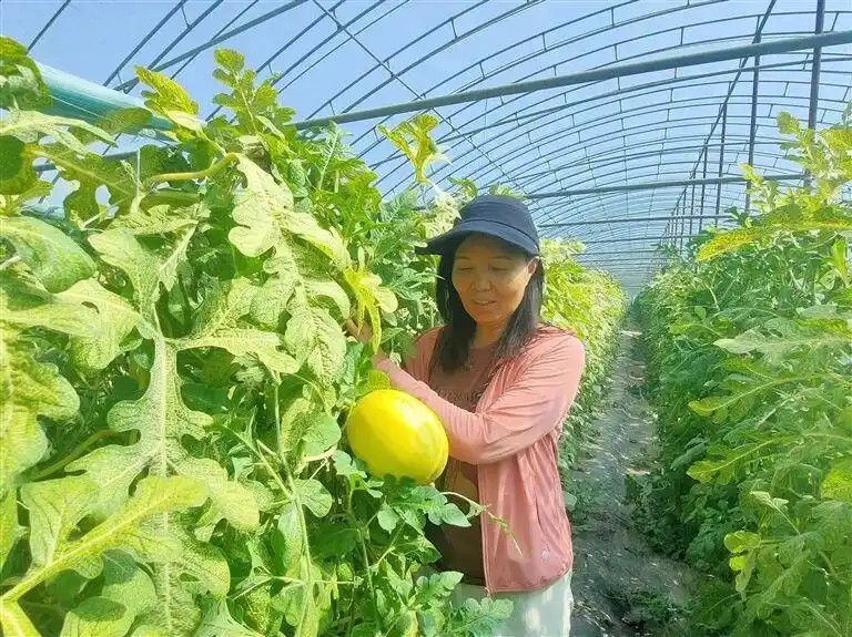 河南省西甜瓜产业技术体系首席专家徐志红在观察西瓜长势。