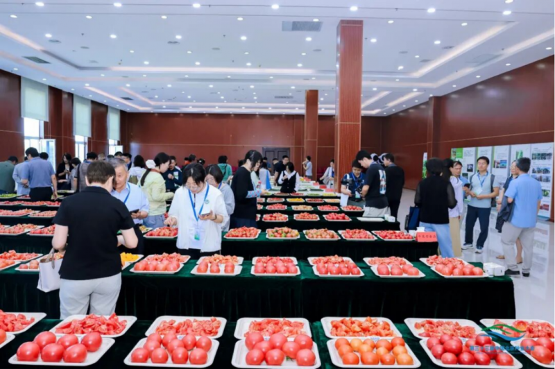 2026年京津冀鲜食番茄&黄瓜&甜椒擂台赛