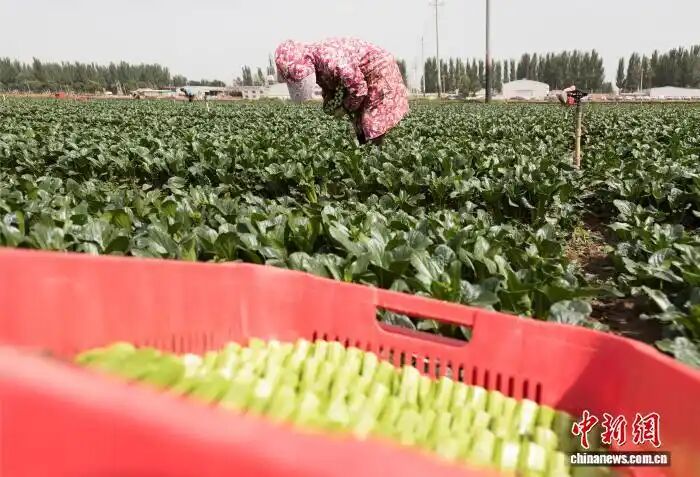 工人采收蔬菜。中新网记者 杨迪 摄