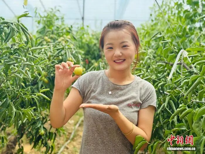 张娇杨在枣园中向记者展示已成熟的冬枣。杨英琦 摄