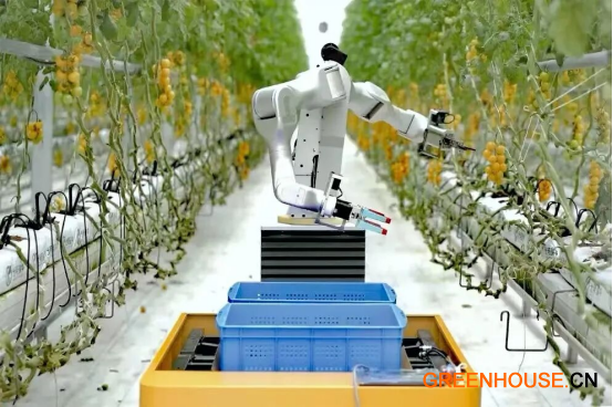 01具身智能双臂拟人番茄采摘机器人