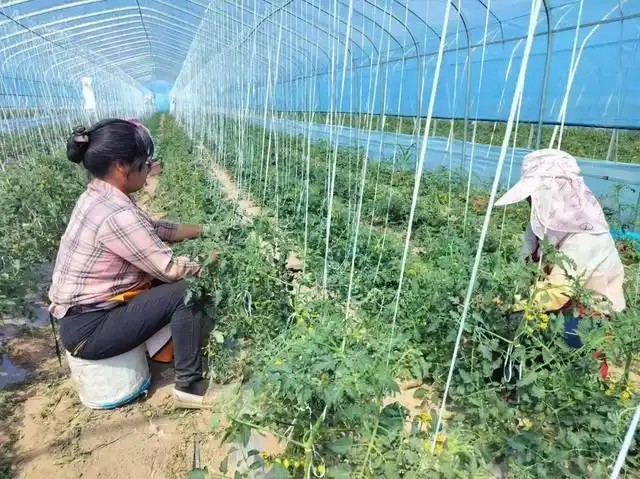 大同:设施蔬菜产业2
