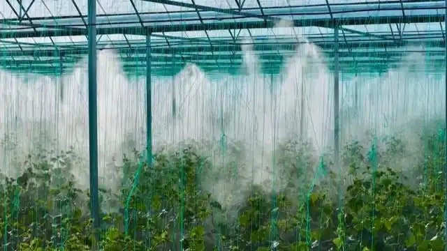 大同:设施蔬菜产业3