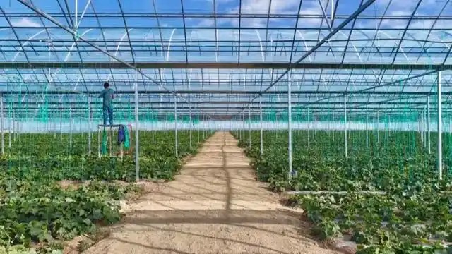 大同:设施蔬菜产业4