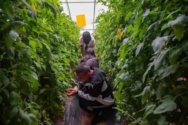 大同：设施蔬菜产业5