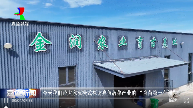 嘉鱼甘蓝育苗2
