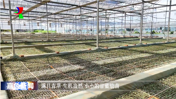 嘉鱼甘蓝育苗3