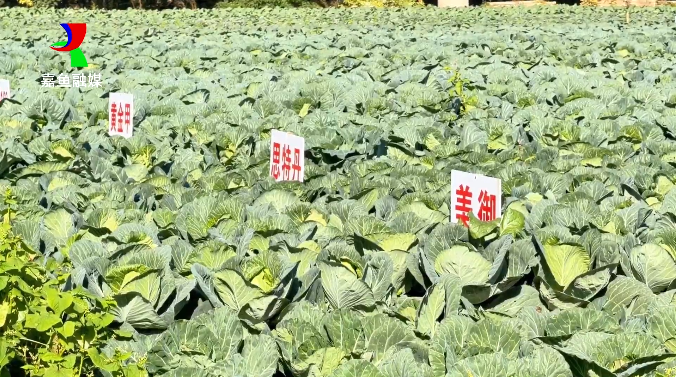 嘉鱼甘蓝育苗7
