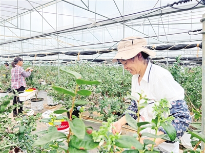 乡丰农园的工人在采摘蓝莓(资料图)