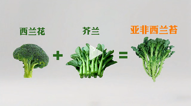 亚非西兰苔