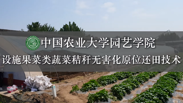 《设施果菜类蔬菜秸秆无害化原位还田技术》高丽红